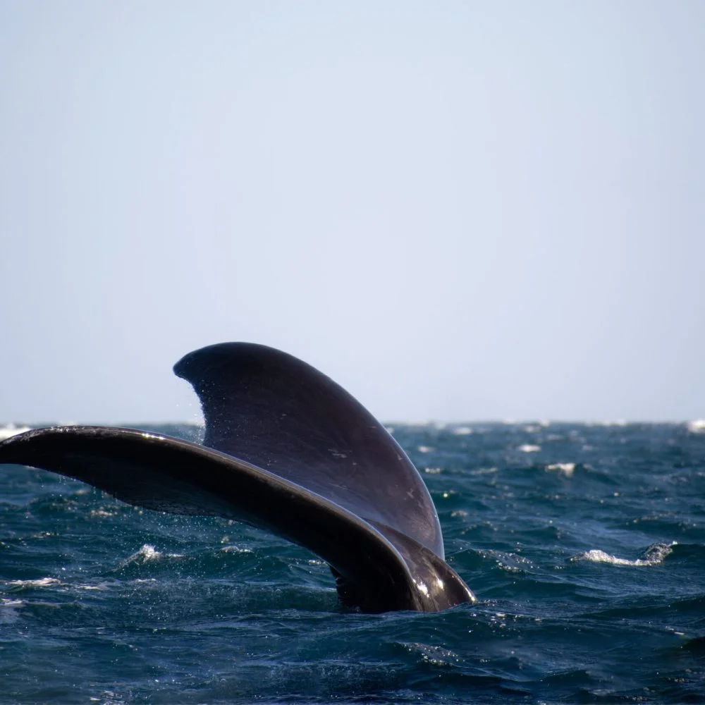 Puerto Madryn