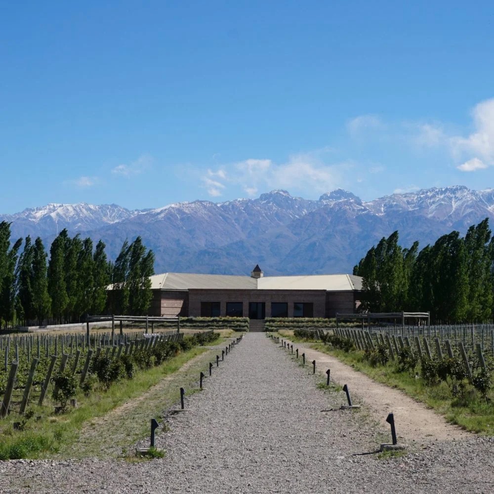 Mendoza viñedos